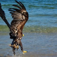 Seeadler jagt an der Ostsee