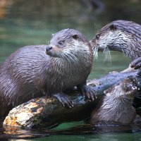 Zwei Fischotter am Fluss