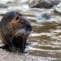 Nutria am Ufer