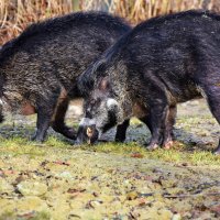 Wildschweine lieben Matsch!