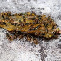 Eis - ein Leckerbissen für Wespen