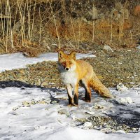 Wärmender Pelz: Fuchs im Winter