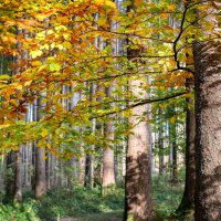Bevorzugter Lebensraum: Mischwälder