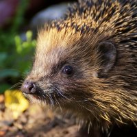 Willkommener Mitbewohner im Garten